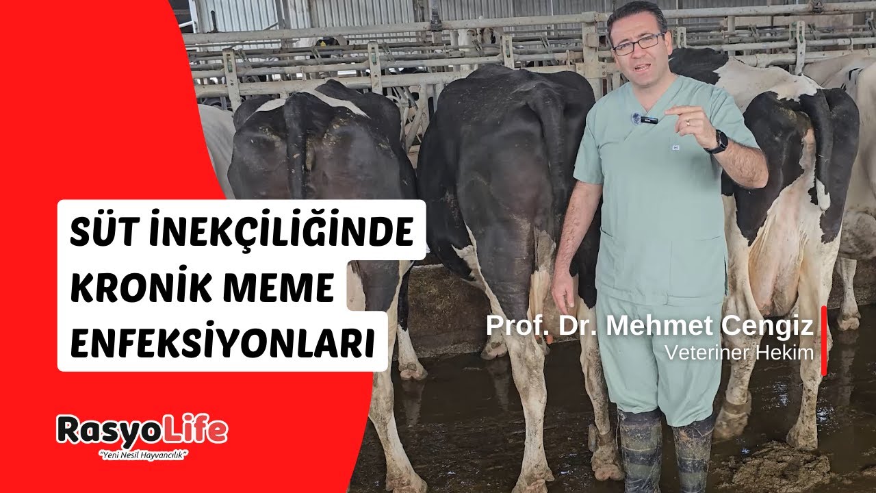 Süt İnekçiliğinde Kronik Meme Enfeksiyonları (Prof. Dr. Mehmet Cengiz)