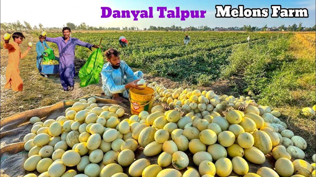 Meer Danyal Talpur Kharbooza Farm Peeru Lashari Badin Sindh 