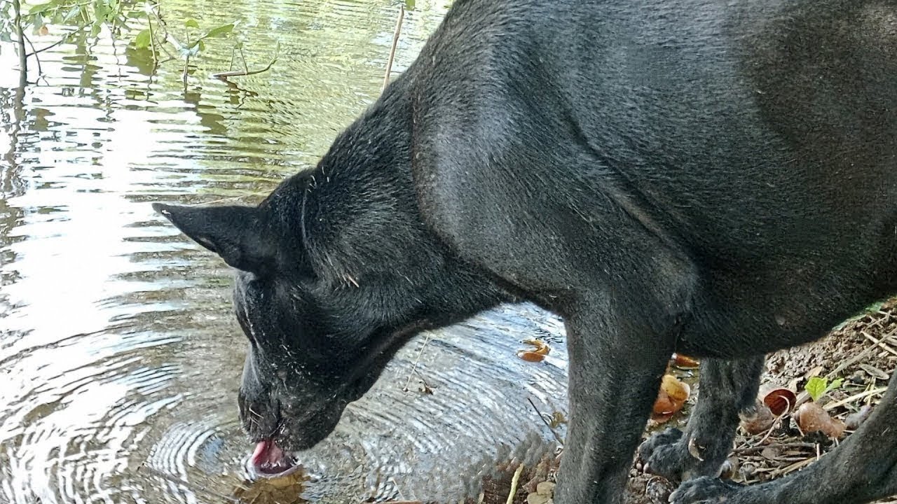 YOU MAY VERY THIRSTY TODAY #dogs #cutedogs