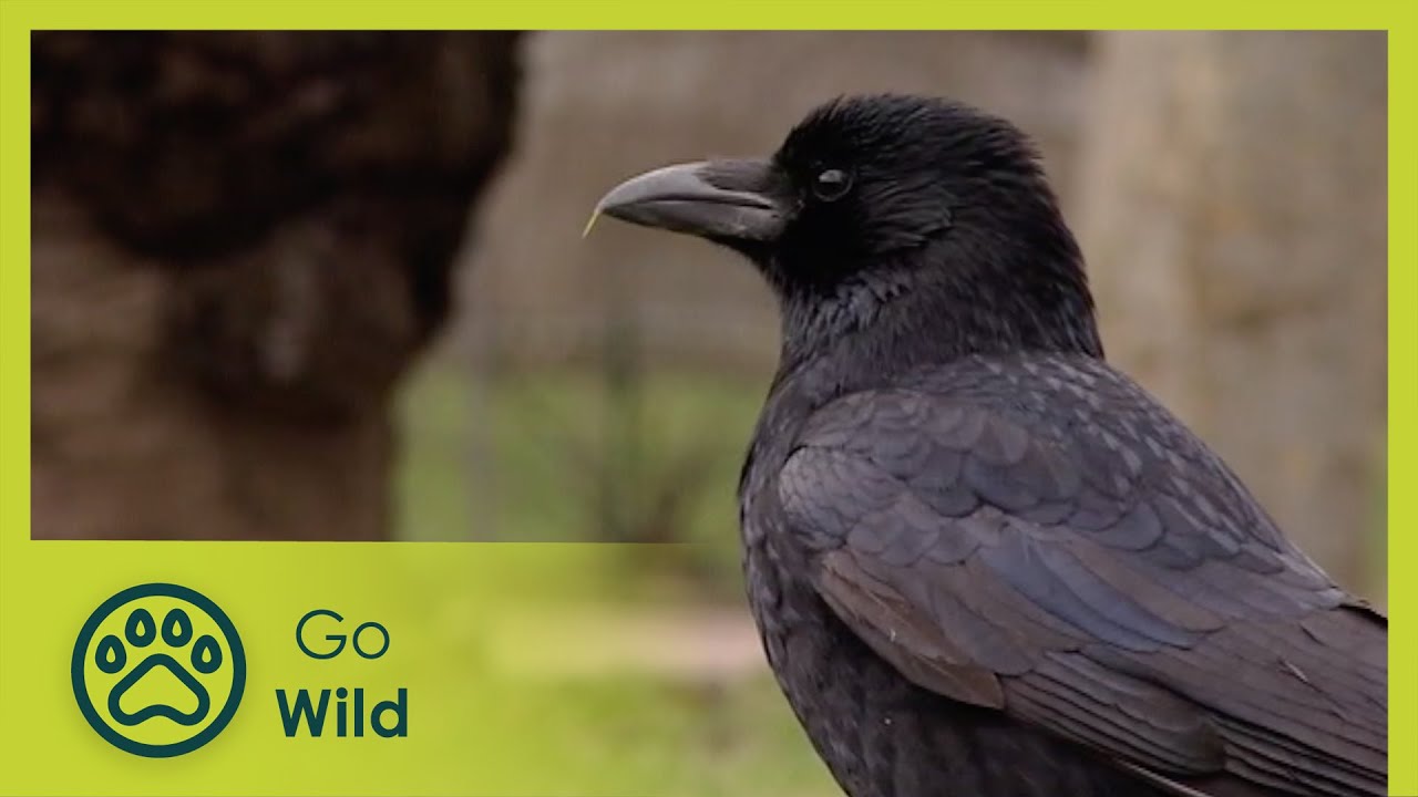 Animal Culture - Animals Like Us 10/11 - Go Wild