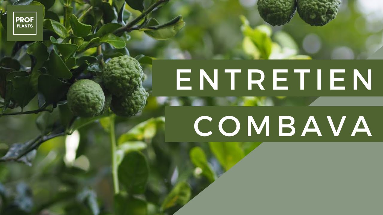 COMMENT CULTIVER LE COMBAVA