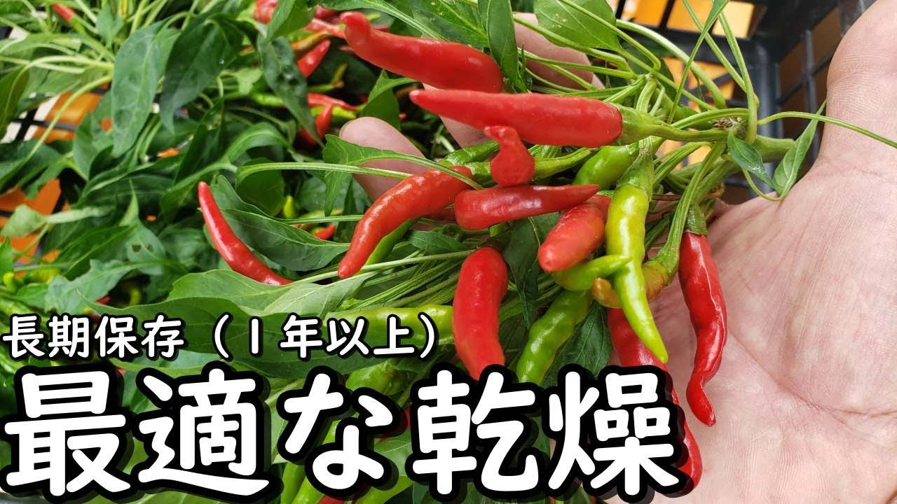 天日・陰干し・冷蔵乾燥！いったいどれが唐辛子を最適に長期保存できるのか！８割の人が知らない乾燥と保存のこと