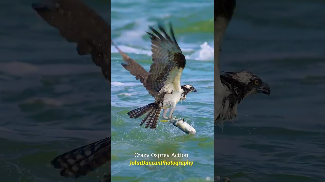 Crazy Osprey Action  #birdofprey #birds #wildlife #ospreys