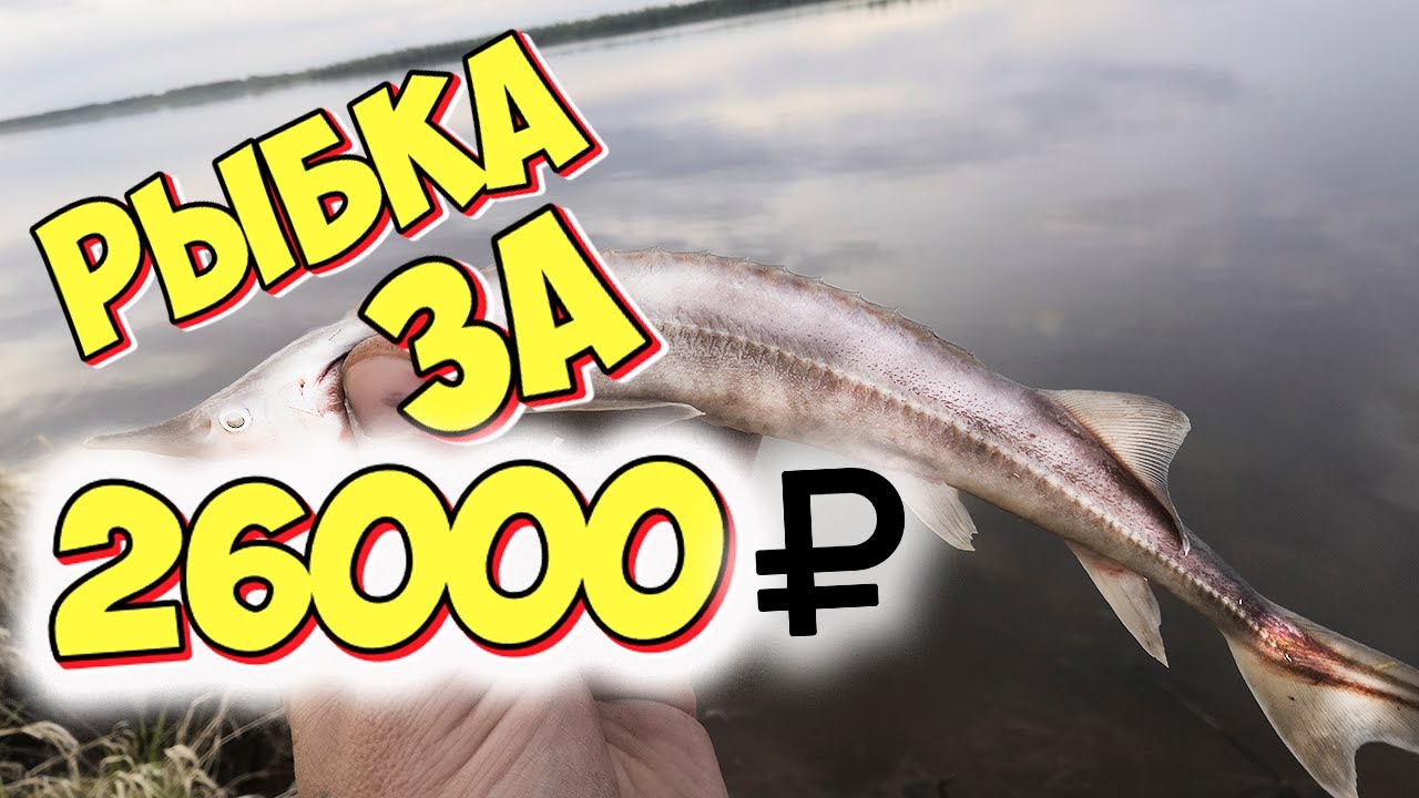 Рыбалка на р.Обь | За Такую Рыбу Могут Наказать