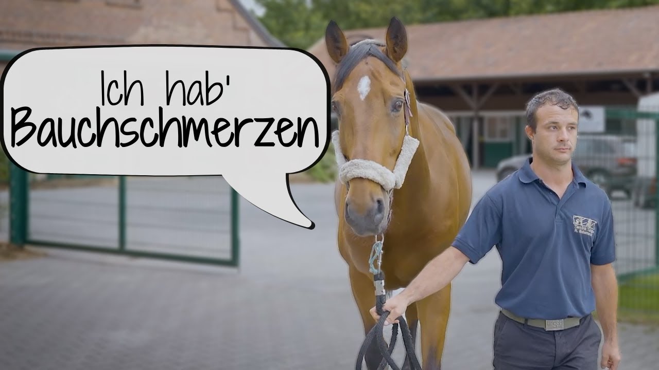 Gastroskopie 🔍  | Warum hat mein Pferd Magenschmerzen?😟