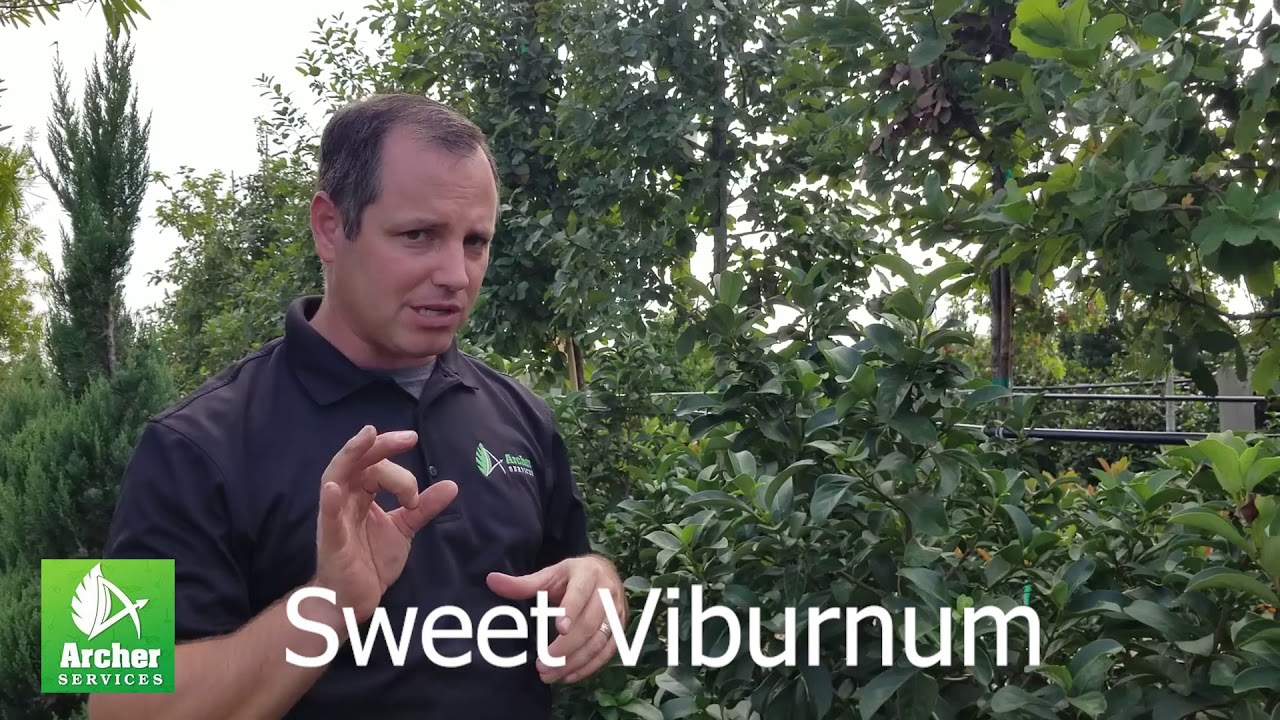 Sweet Viburnum - Archer Services
