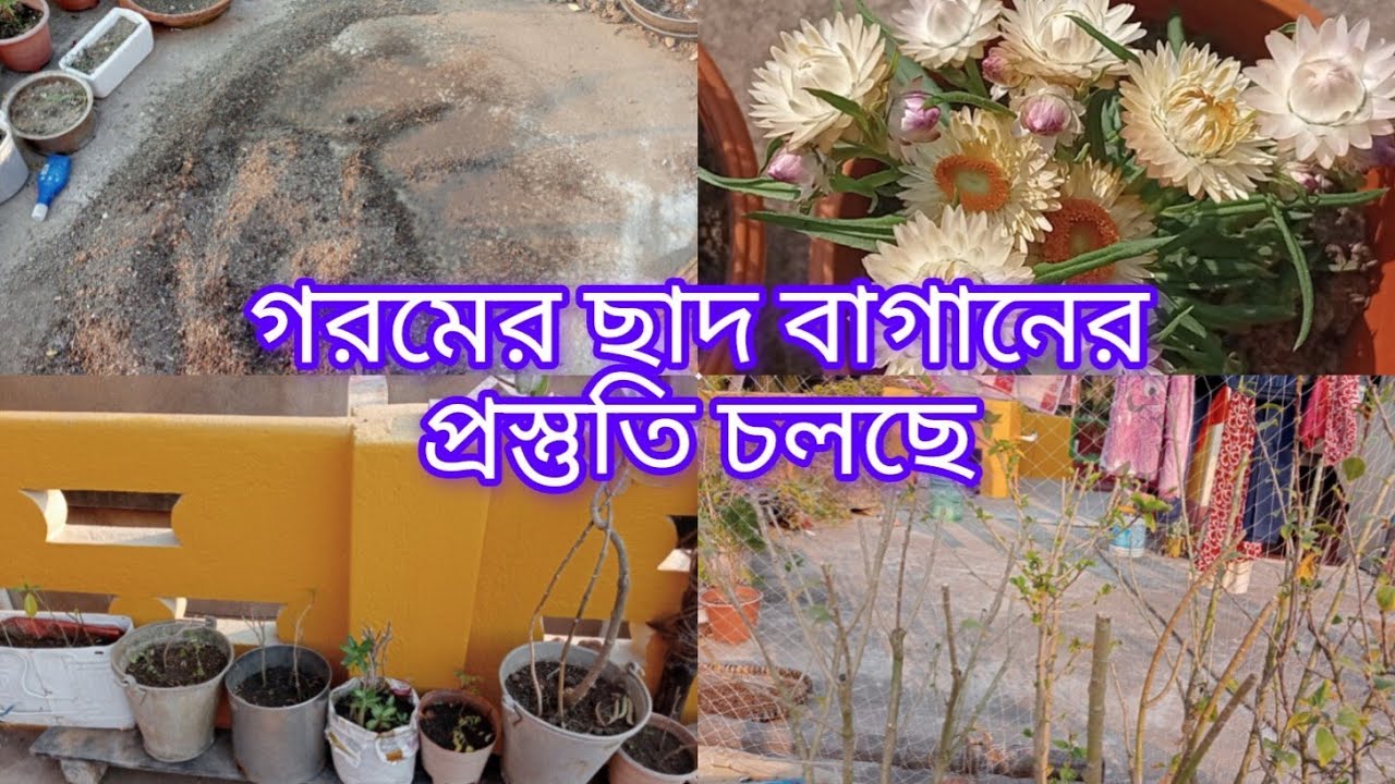 গরমের বাগান সাজানোর প্রস্তুতি চলছে। জবা গাছের প্রুনীং ও অপরাজিতা পটিং।