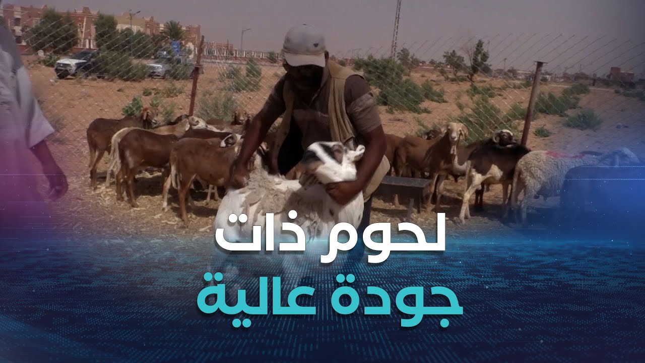 #أدرار..إقبال واسع على سلالات المواشي 