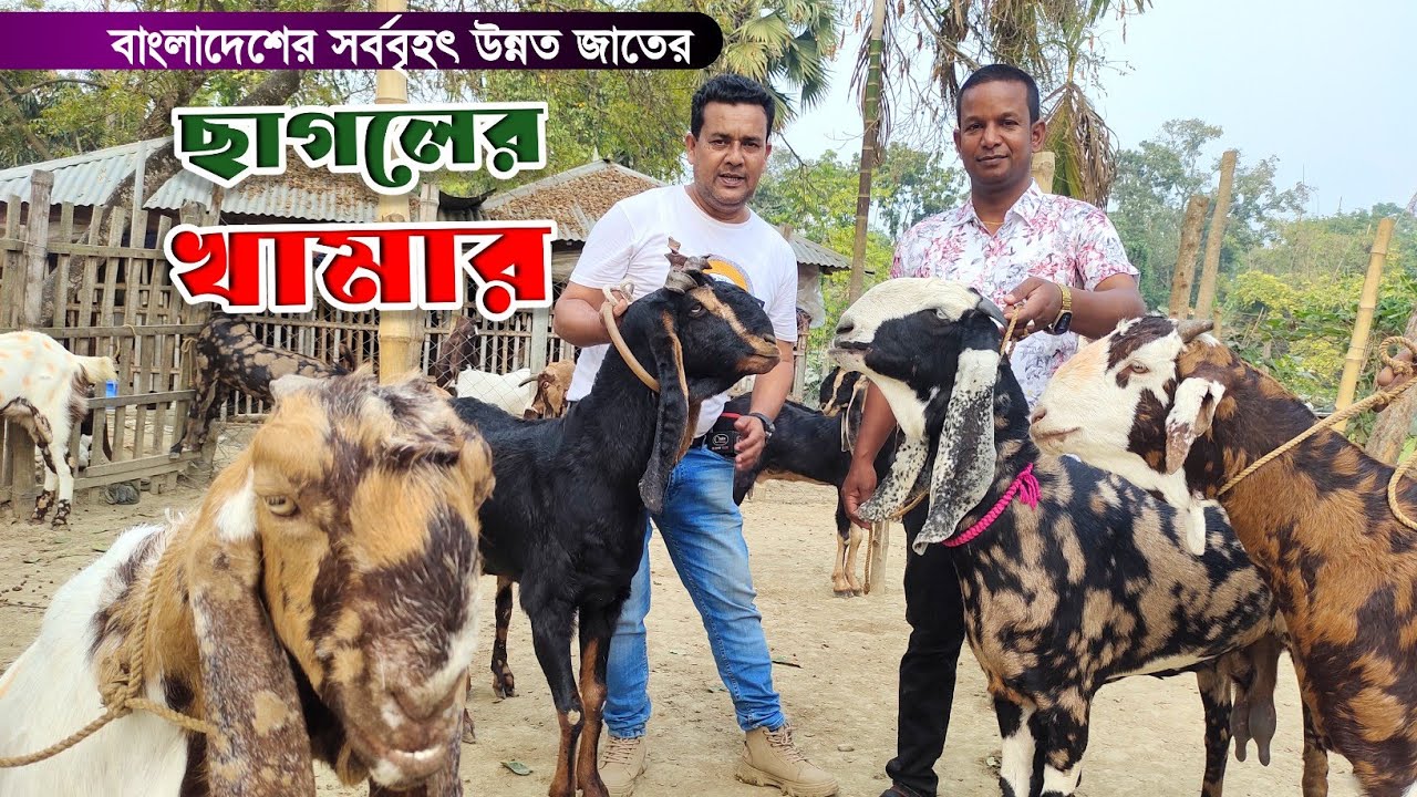নাটোরের আনোয়ারের দেশ সেরা ছাগলের খামার! ৪টি ছাগল থেকে কোটিপতি! biggest goat farm in Bangladesh