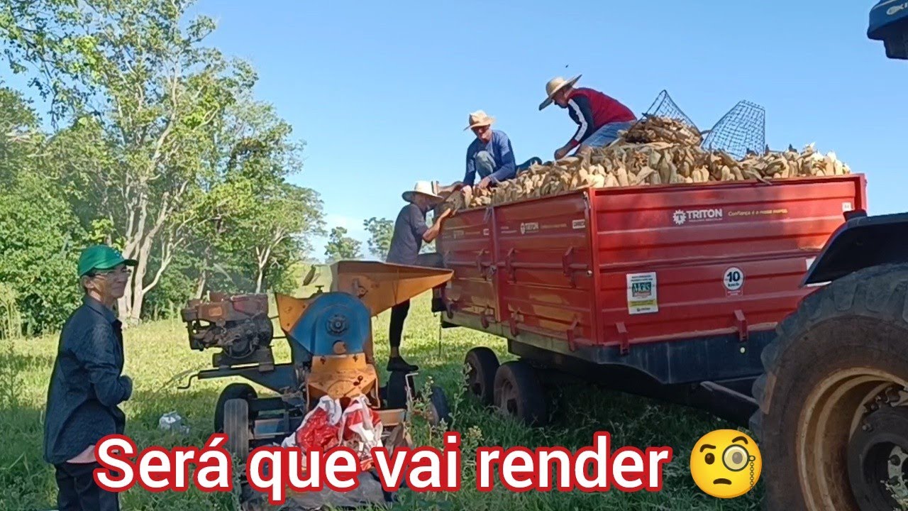 Dia de saber se vai render nossa safra 😁