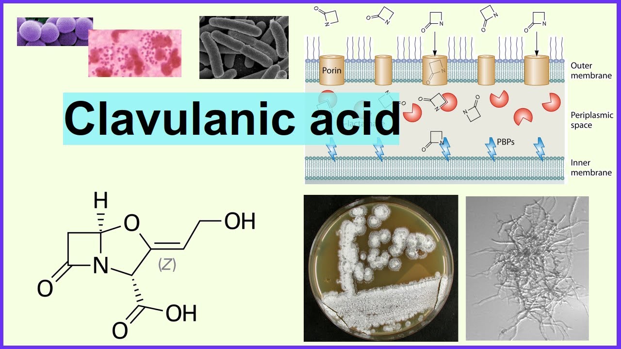 clavulanic acid