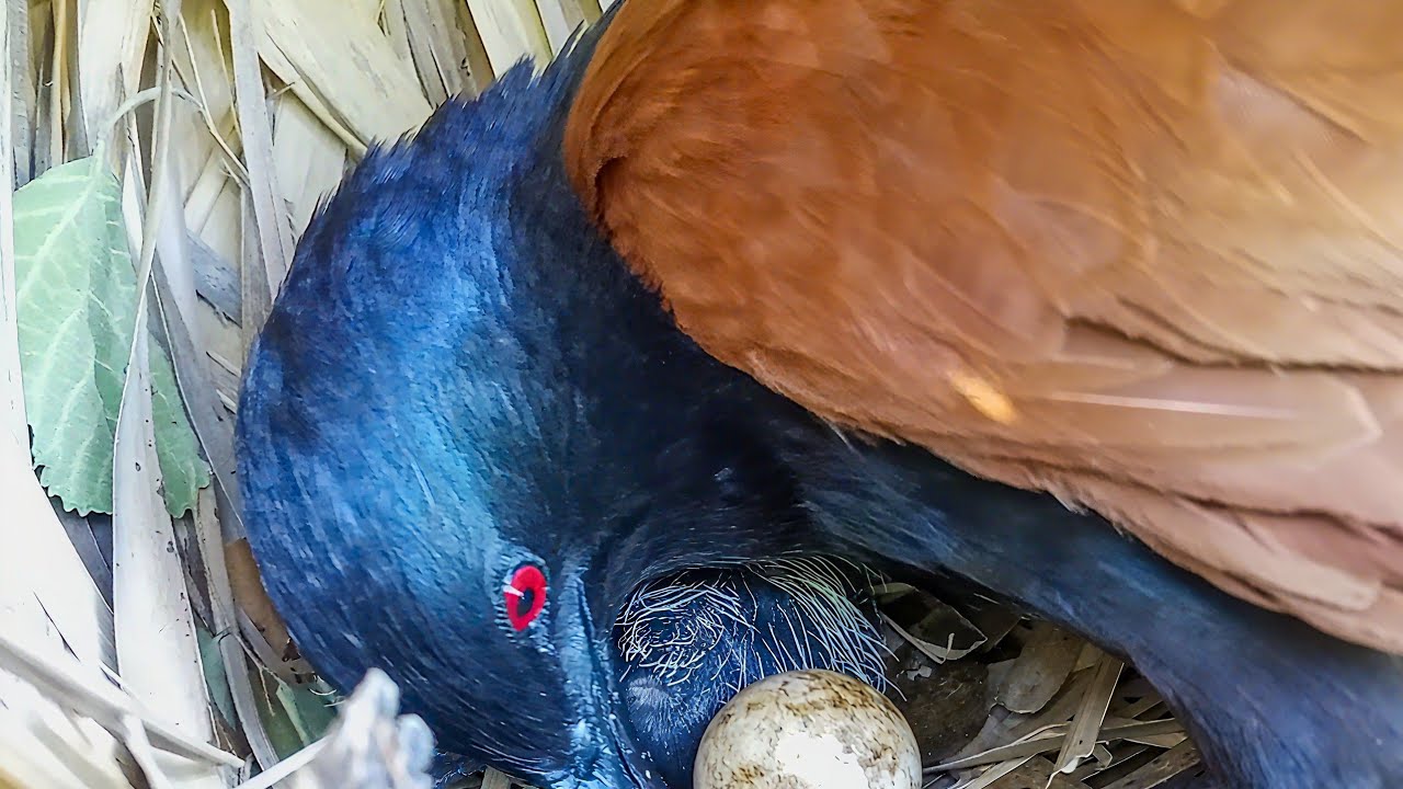 Mother Greater Coucal Bird Sitting on Her Babies