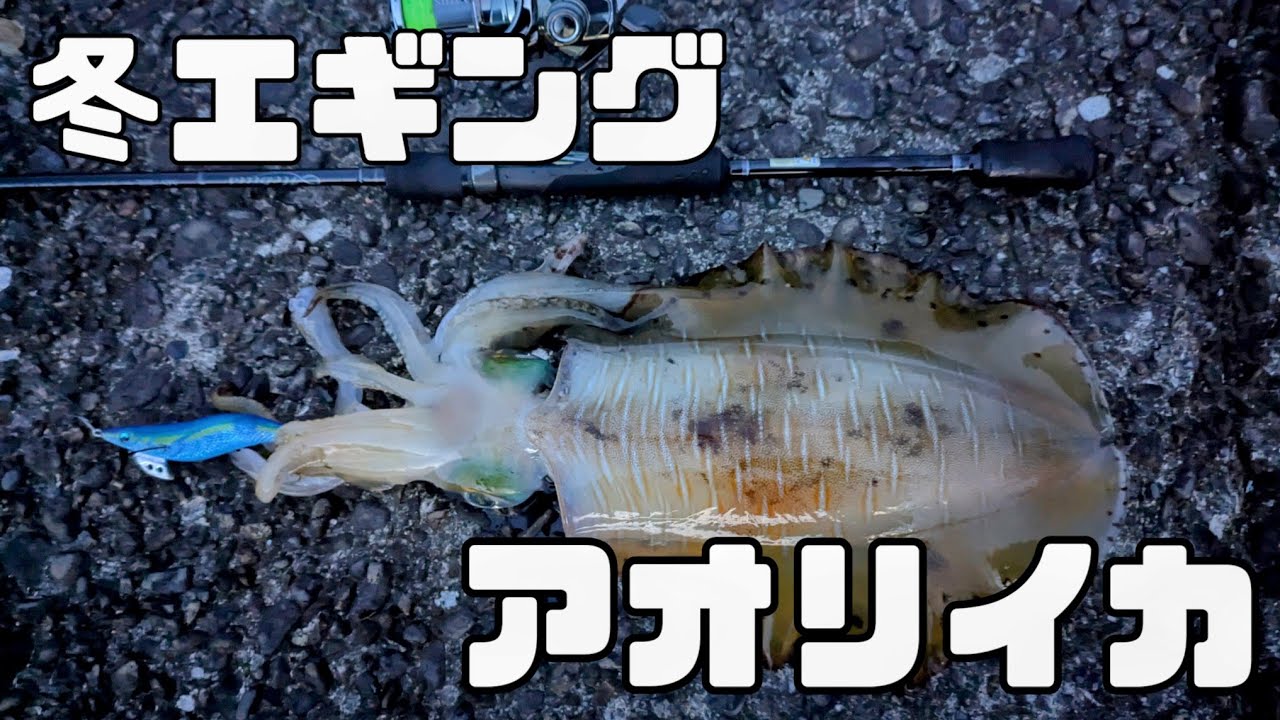 【高知】冬の堤防エギングで良型アオリイカ！？高知の海釣りが楽しすぎた【高知/アオリイカ/エギング/イカ釣り/ロックフィッシュ】
