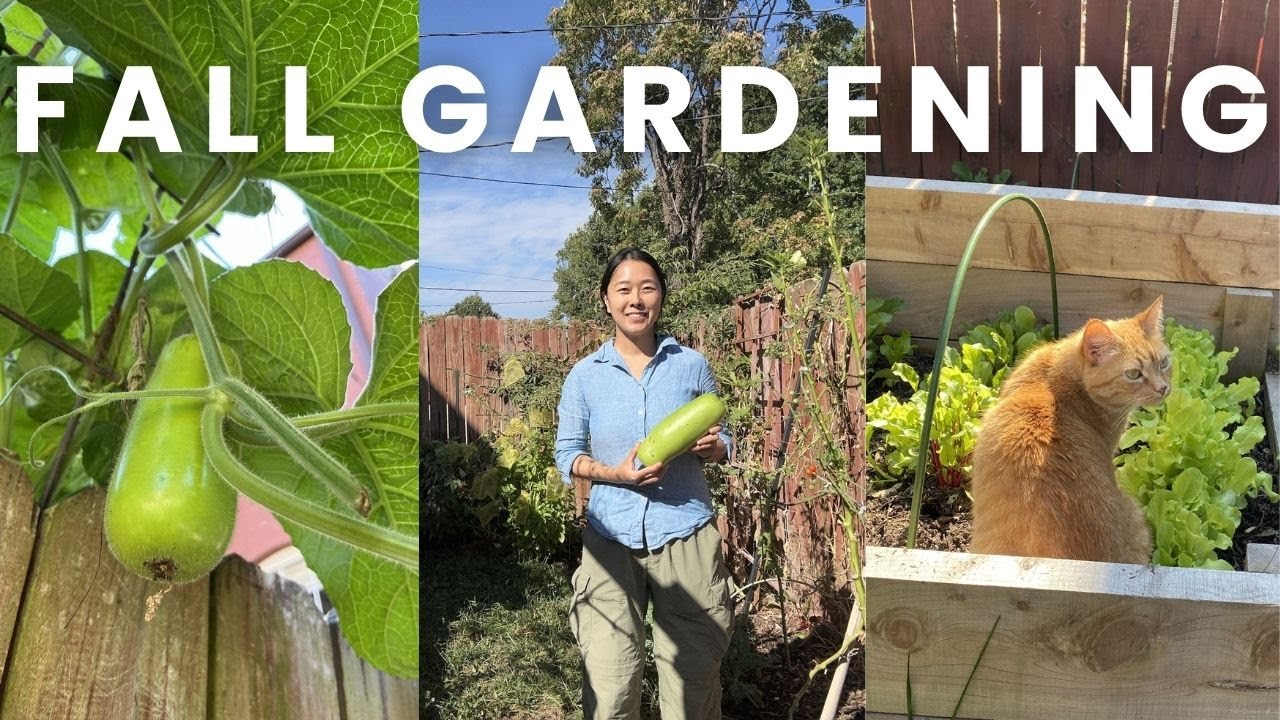URBAN GARDEN VLOG | October Fall Crops