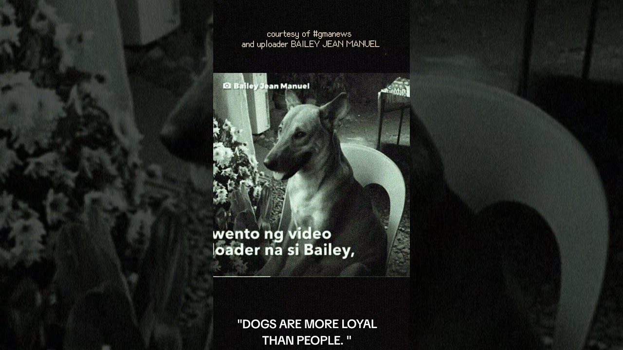 VIRAL!!! DOG REFUSES TO SLEEP DURING OWNER'S WAKE. 🥺 #news #philippines #gmanetwork #ctto