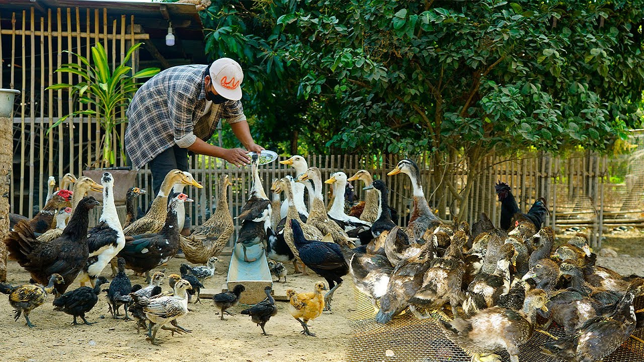 Raising Ducks in Your Backyard  A Beginner's Guide