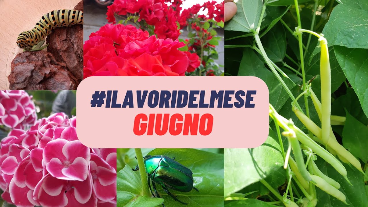 #ilavoridelmese: GIUGNO - Orto e giardino d'estate - W&A Gardens: orto e giardino