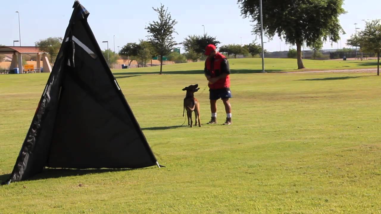 Dog Training Phoenix Desert Sky K9 www.desertskyk9.com