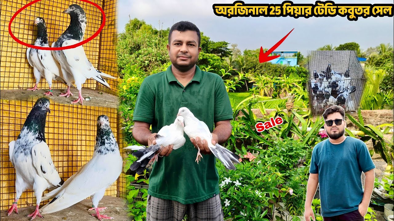 অরজিনাল 25 পিয়ার টেডি কবুতর সেল | PIGEON LOFT OF ASIT DEBNATH FROM CANNING 