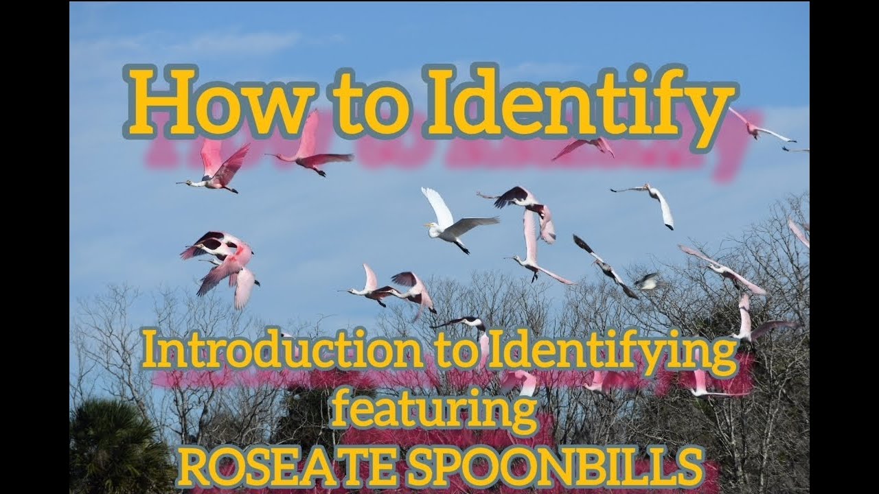 How to Identify: Introduction and Roseate Spoonbills