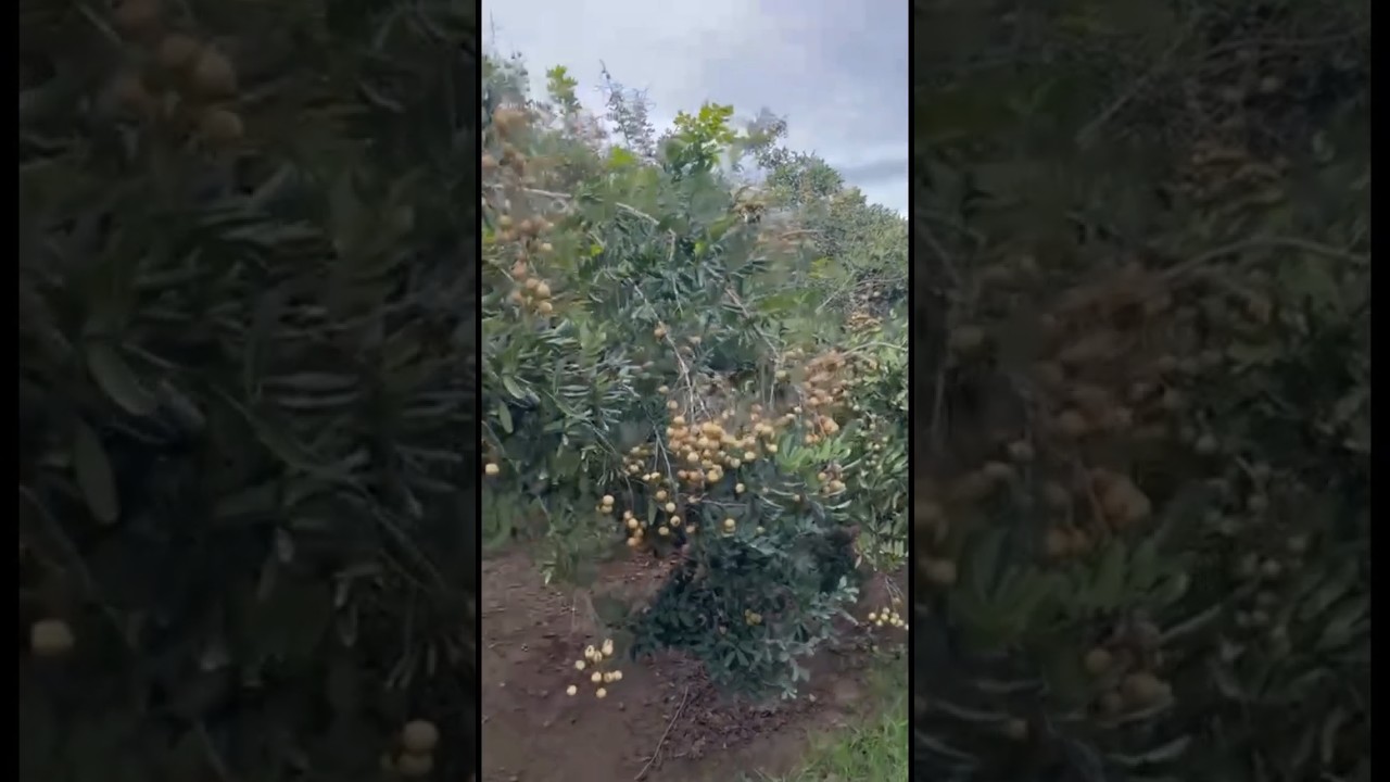 Wow Many Longan fruit at farm #longan #green #farming #fruit #nature #food #garden