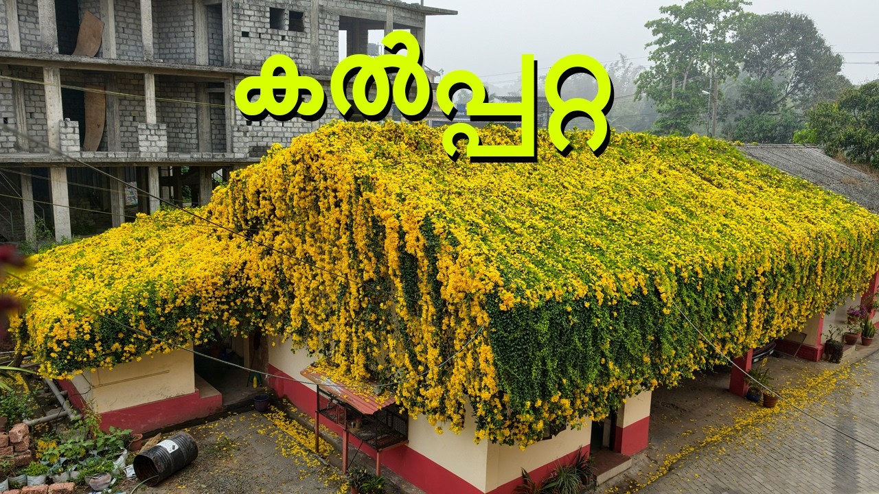 കൽപ്പറ്റ ഫയർ സ്റ്റേഷനിലെ catsclaws പൂത്തുലഞ്ഞു നിൽക്കുന്ന കാഴ്ച l 2026