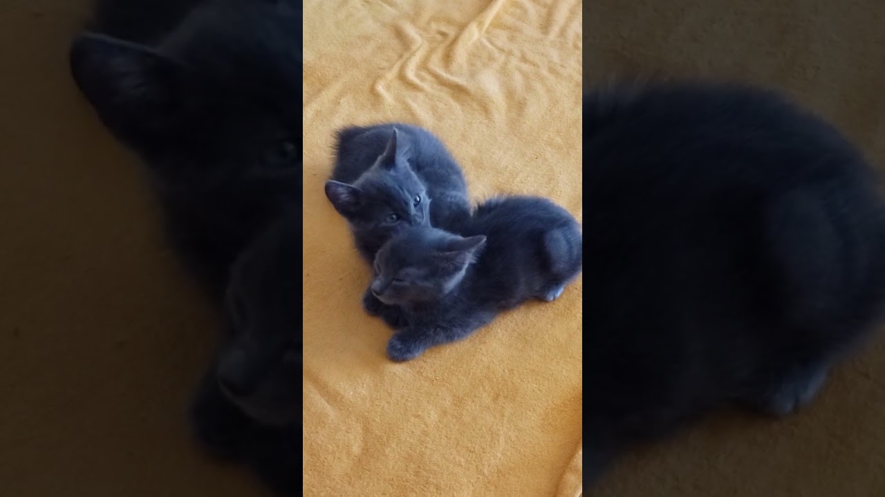 the twins September 2021