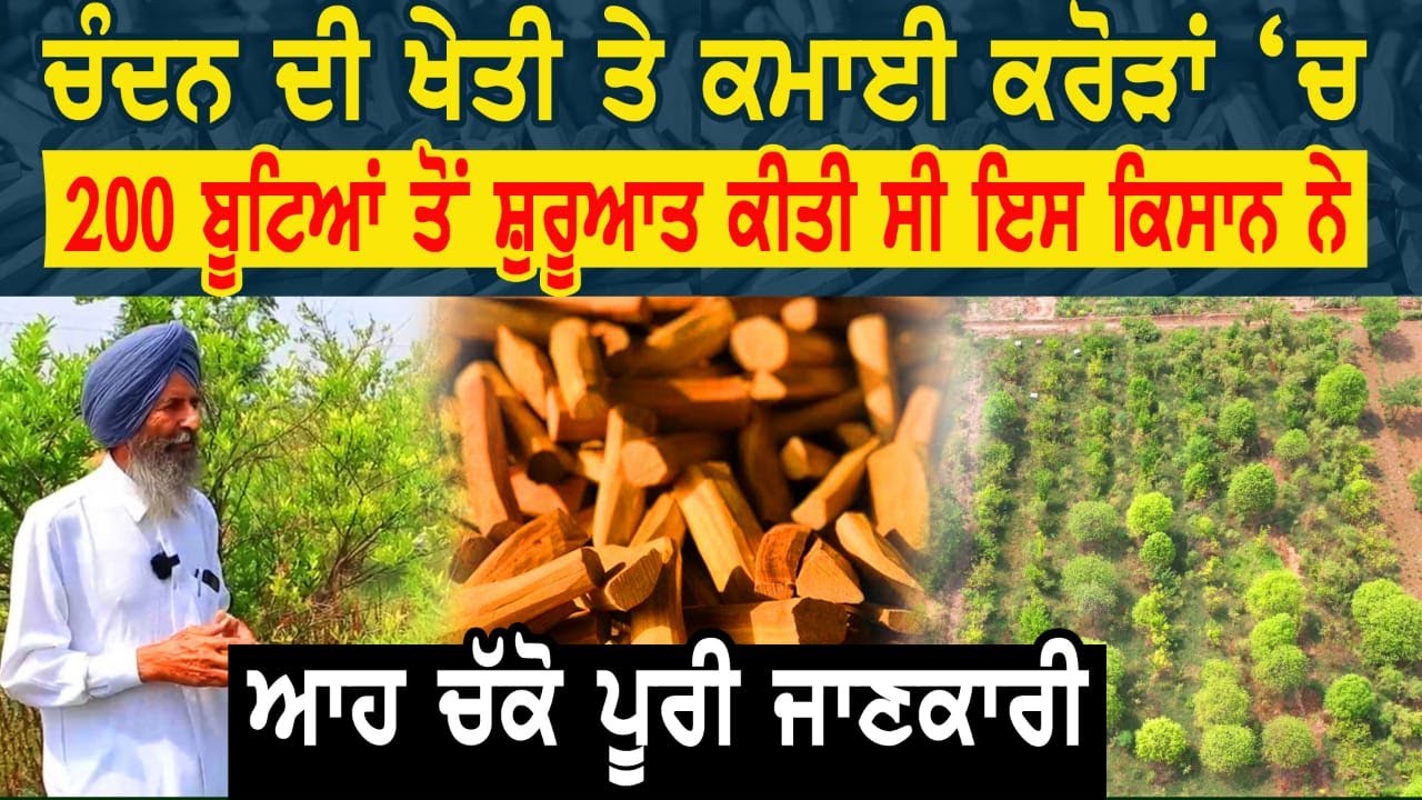ਚੰਦਨ ਦੀ ਖੇਤੀ ਤੇ ਕਮਾਈ ਕਰੋੜਾਂ ਚ 200 ਬੂਟਿਆਂ ਤੋਂ ਸ਼ੁਰੂਆਤ ਕੀਤੀ ਸੀ ਪੰਜਾਬ ਦੇ ਇਸ ਕਿਸਾਨ ਨੇ