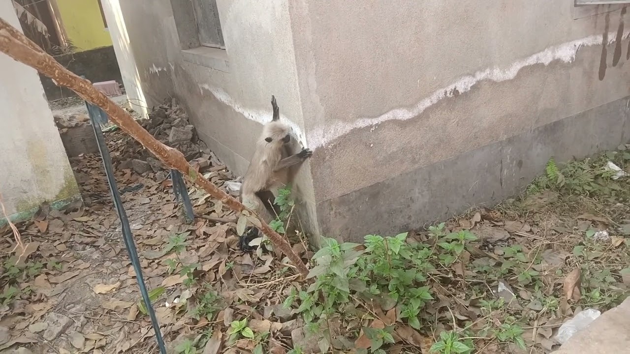 HANUMAN DEKHO KEYA KHA RAHA HA🤣🤣