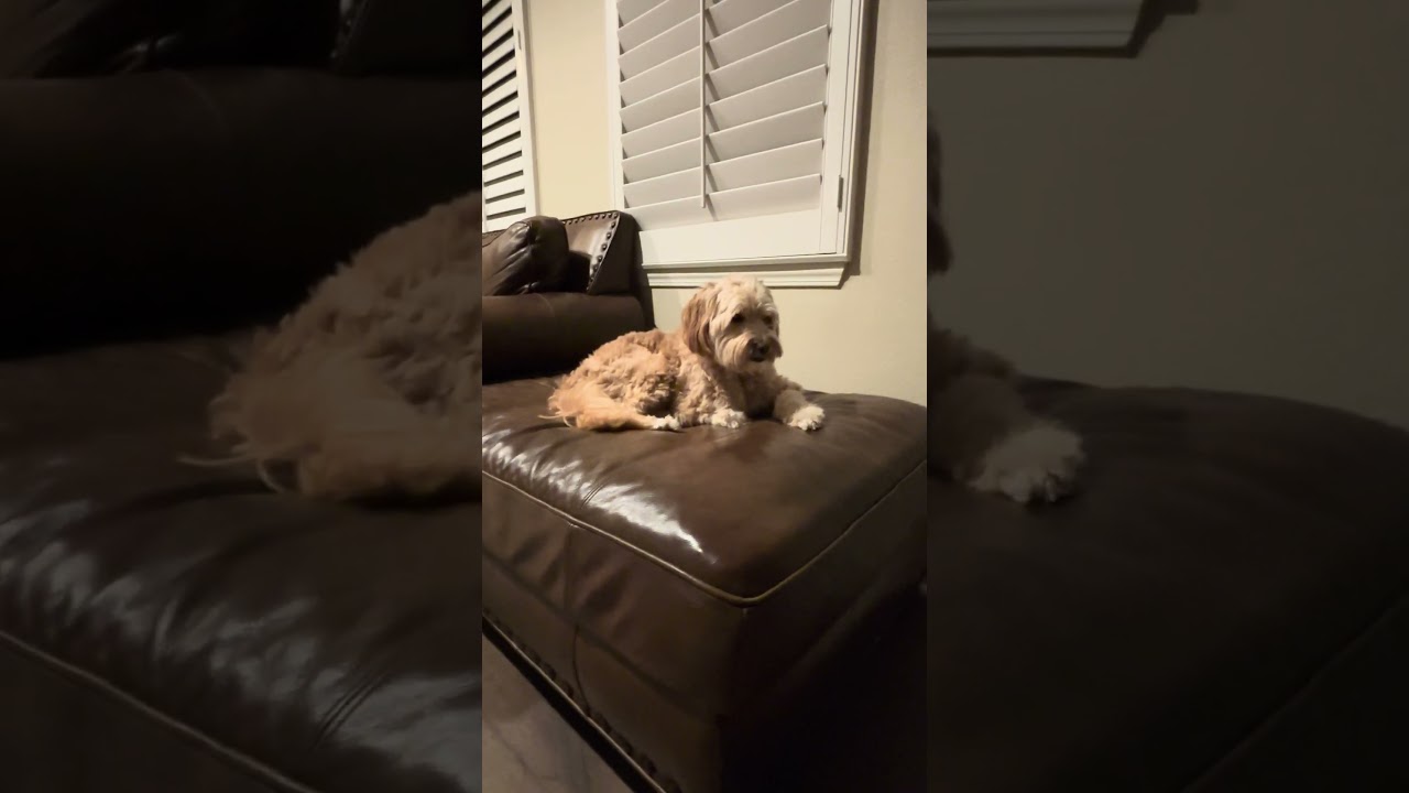 Cooper has taken over this ottoman! Anyone else relate? 😂🐶 #dog #dogslife #dogowner