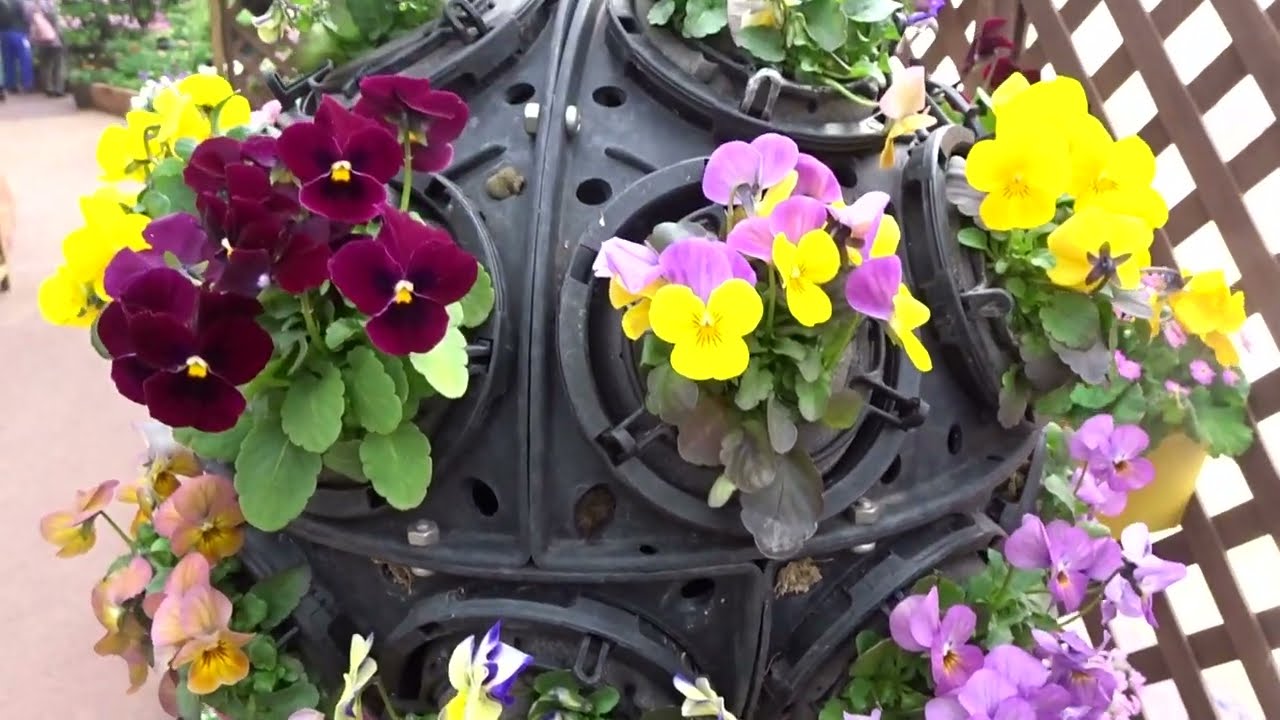 京都府立植物園ｾﾂﾌﾞﾝｿｳ令和８年２月０６日（金）その３３ムービーショー