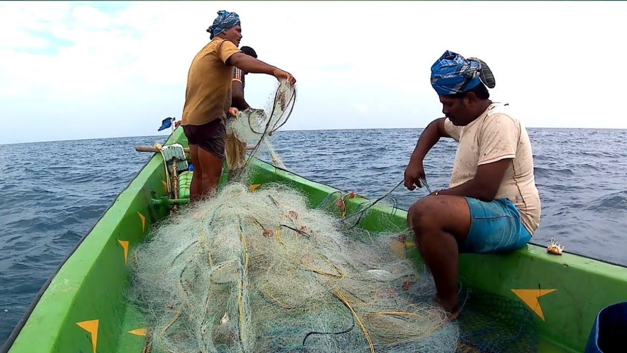 Net fishing in my village fisherman /Squid fish catching video