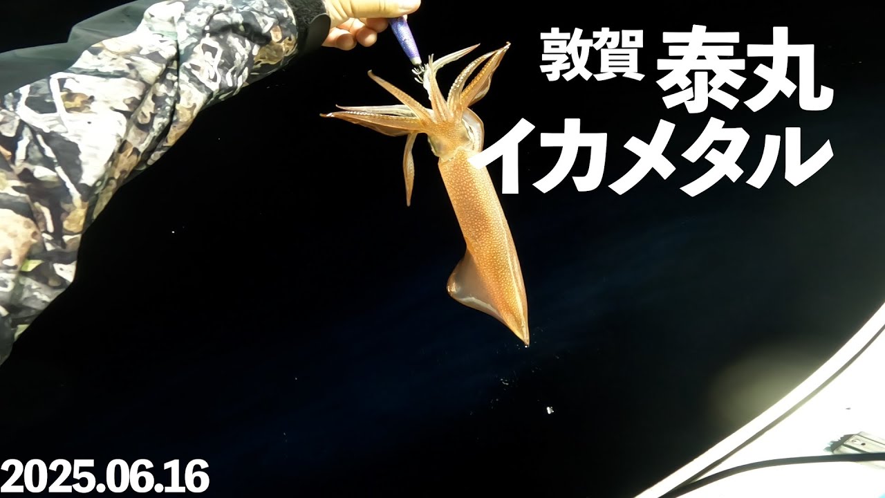 泰丸に乗ってイカメタル！【2025.0616 敦賀】