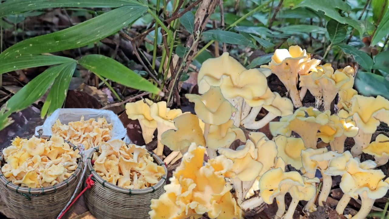 อลังการเห็ดมันปูเหลืองเต็มพื้น ตัดขารัวๆ หมานสุดๆเต็ม2ตะกร้ากับอีกถุงใหญ่ 20/8/2568