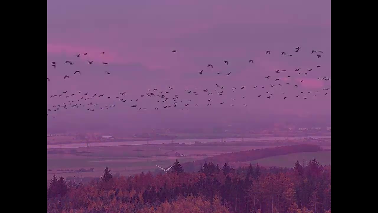 Geese Migration - Central Belt of Scotland