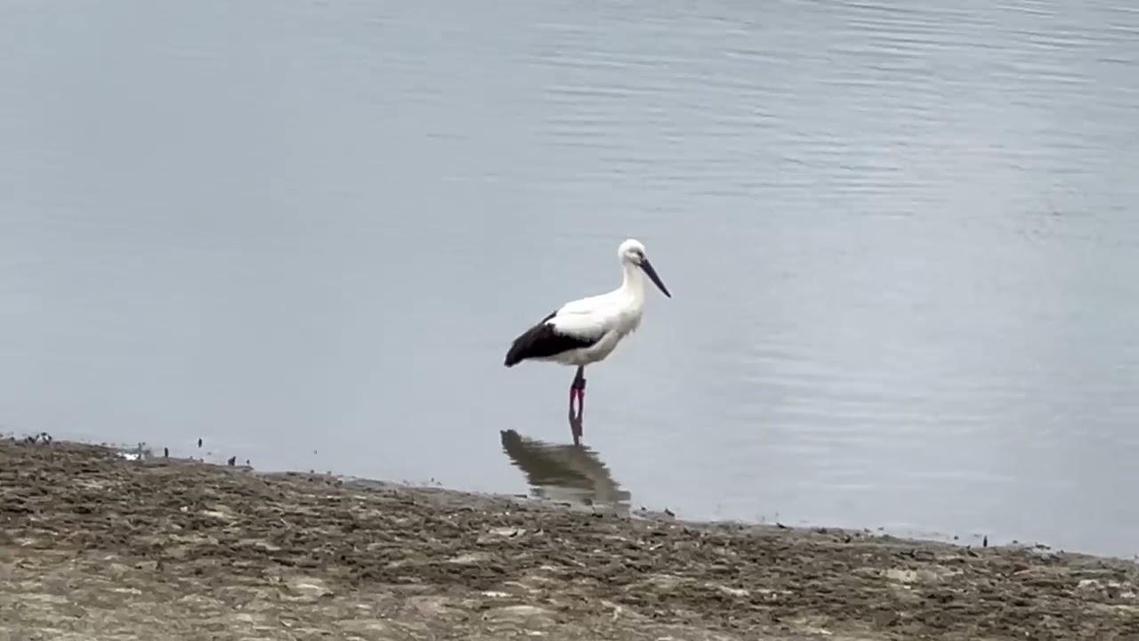 奈良のとある場所にコウノトリ飛来　#奈良県　#コウノトリ　#天然記念物　#保護　#飛来