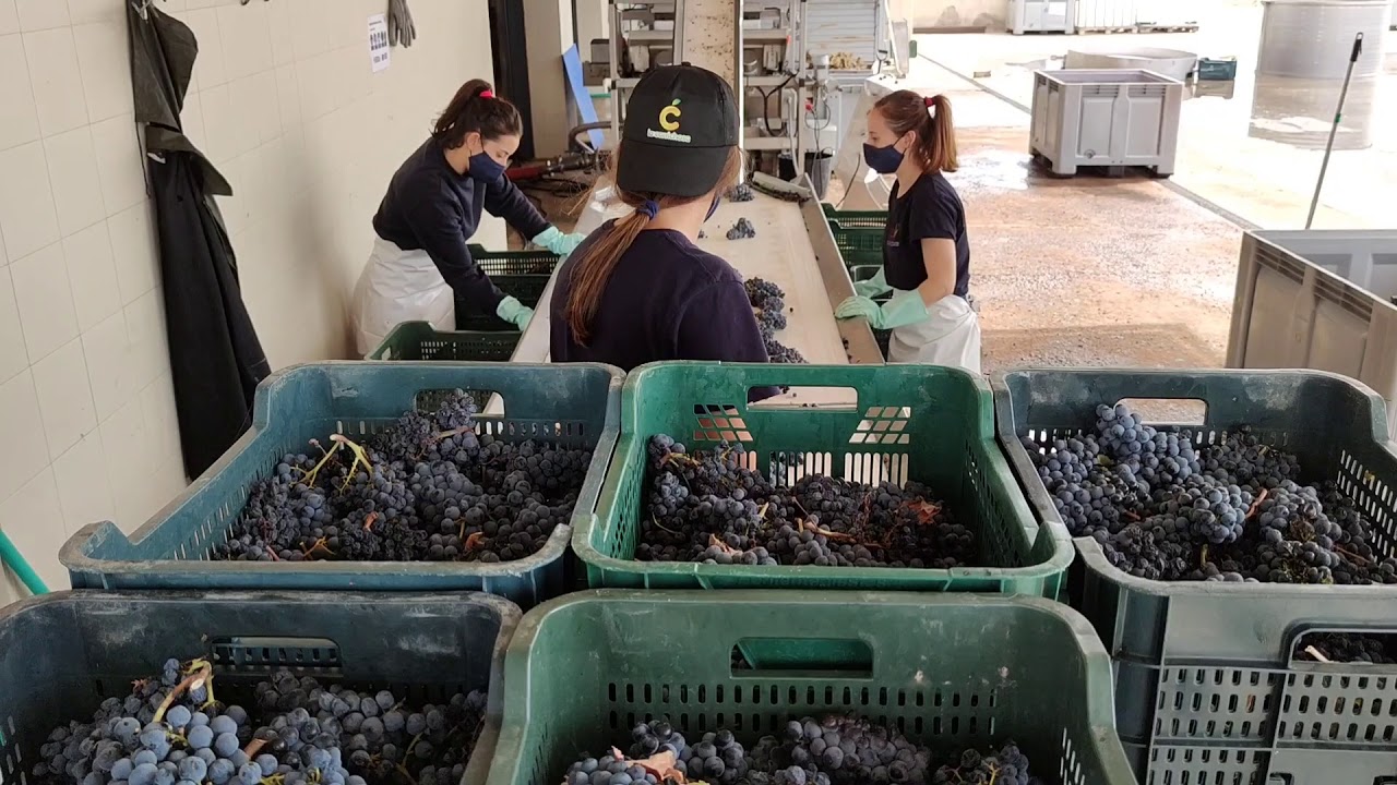 Bodegas Juan Gil #JumillaVendimia