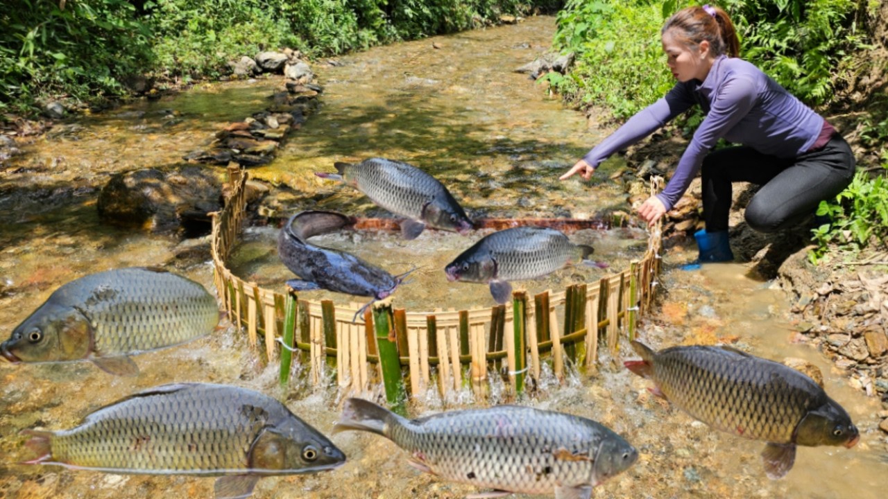 Young girl designed a fish trap from bamboo by herself. Luckily caught many big fish.