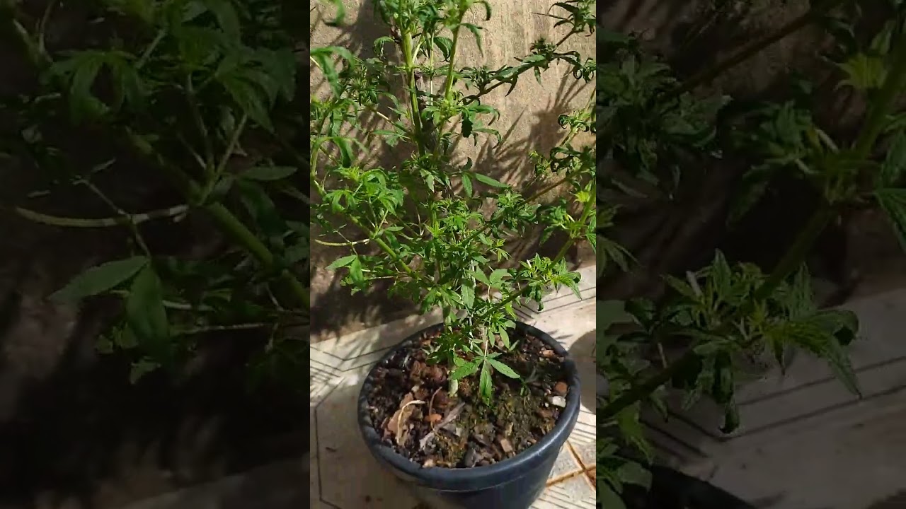 Poda de cannabis, poda das folhas grandes, poda top, poda fimi.