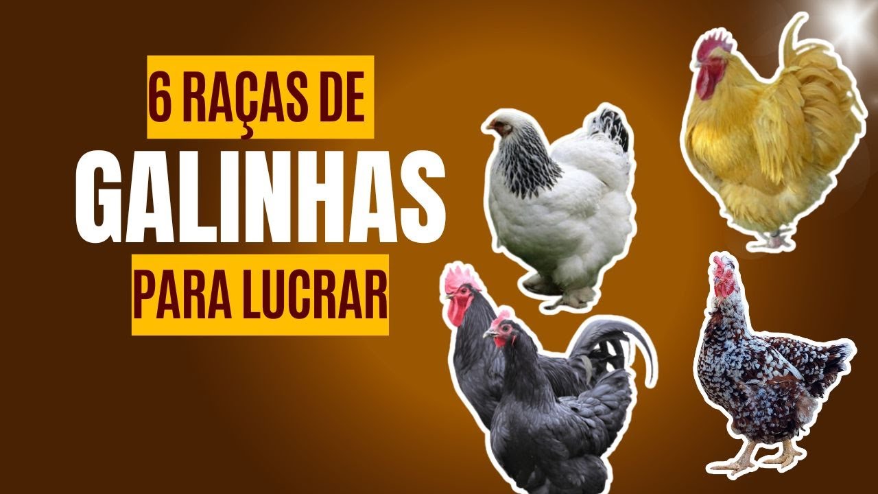 6 ra&ccedil;as de Galinha mais lucrativas para venda de ovos f&eacute;rteis