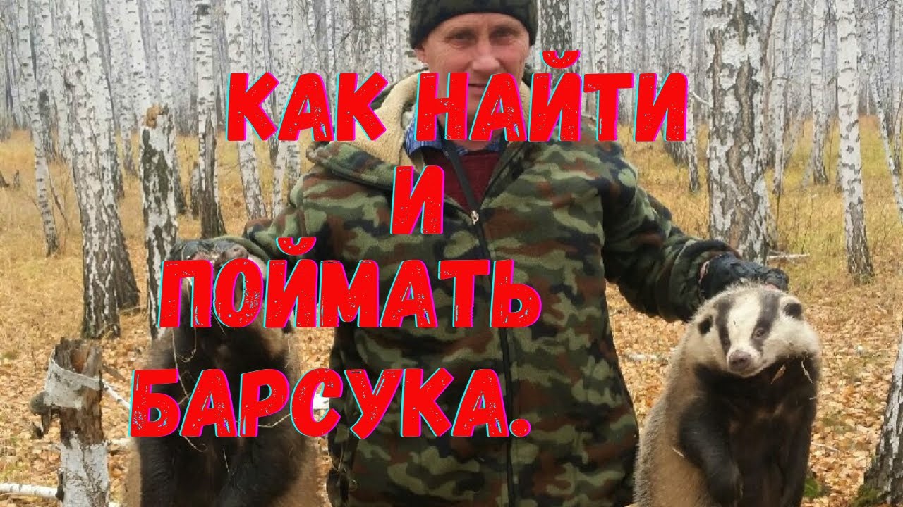 Как найти и поймать барсука