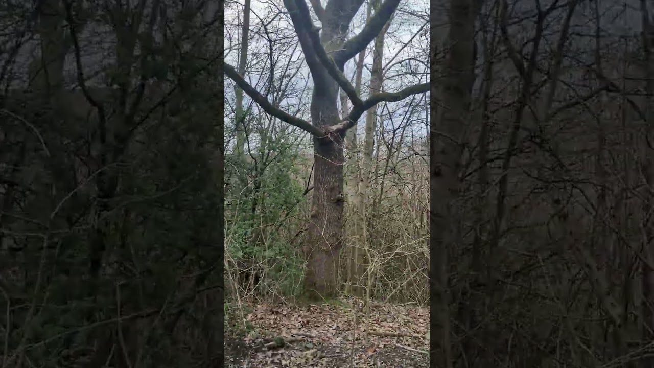 Thank you 209 subscriber local walk New moston brook forest Manchester 
