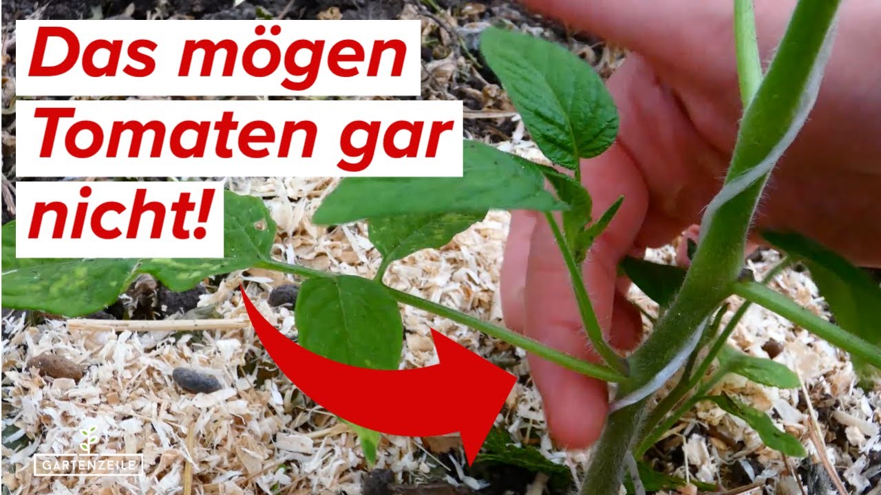 Diese 9 Fehler unbedingt vermeiden! DAS m&ouml;gen Tomaten gar nicht!