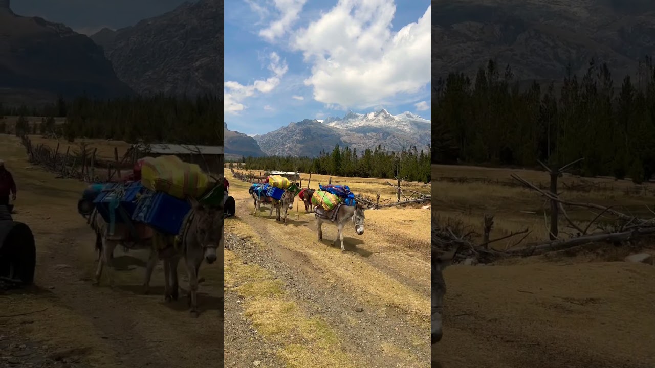 donkeys are seriously strong, but are still prone to altitude sickness. #mountain #travel