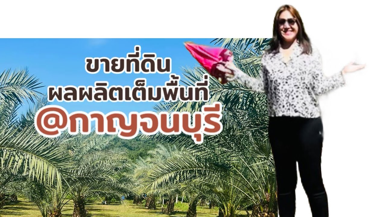 Ep.282 ขายที่ดิน 99ไร่ 63ตรว.มีผลผลิตเต็มพื้นที่ +บ้าน มีวิวเขาล้อมรอบ ต.วังด้ง อ.เมือง จ.กาญจนบุรี 