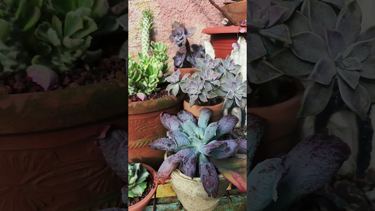 #succulentobsession #cns #succulent #garden #collection