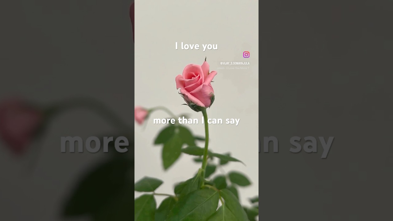 My families n friends : I love you more than I can say #flowers #rose #love #life #family #friends