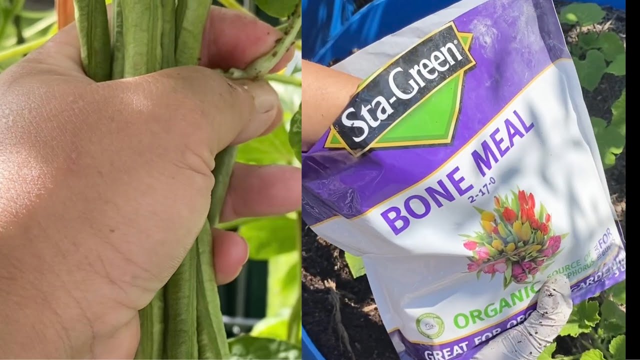 Bí mật về bone meal và kỹ thuật trồng giúp cây phát triển mạnh nhiều nhánh | help plants grow faster
