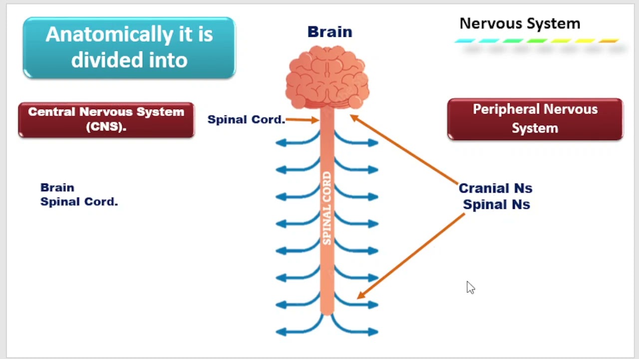 Nervous versus chemical signal