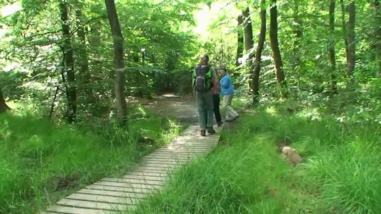 Mystere en Tronçais